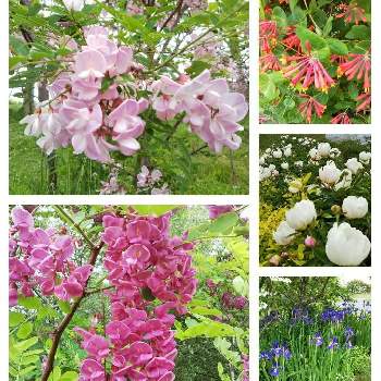 北海道のガーデンの画像 by ひしやんよさん | お出かけ先とハナアカシアと花のある暮らしと北海道と花の咲く木とゆにガーデンと北海道のガーデン