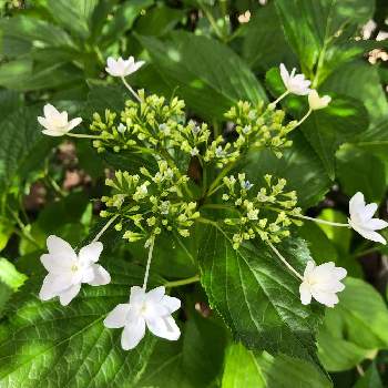 隅田の花火の投稿画像一覧 Greensnap グリーンスナップ