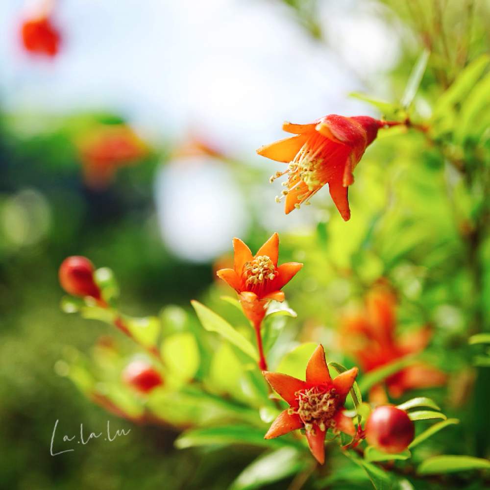 ザクロの投稿画像 By ララ ルーさん 季節の花と今日のお花と小さな庭 と今日の花と鉢植えとガーデニングと花のある暮らしと花が好きとザクロのお花とザクロ 柘榴 とgs日和とおうち園芸 21月6月17日 Greensnap グリーンスナップ