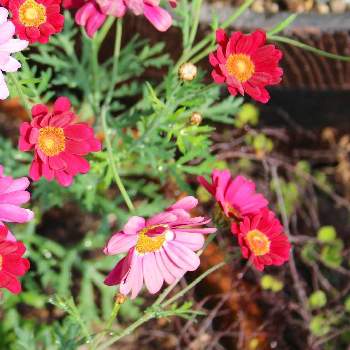 マーガレットモリンバの投稿画像一覧 Greensnap グリーンスナップ