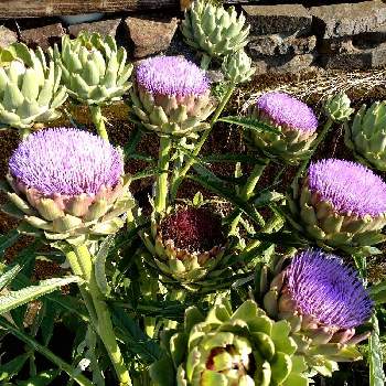 巨大植物の投稿画像一覧 Greensnap グリーンスナップ