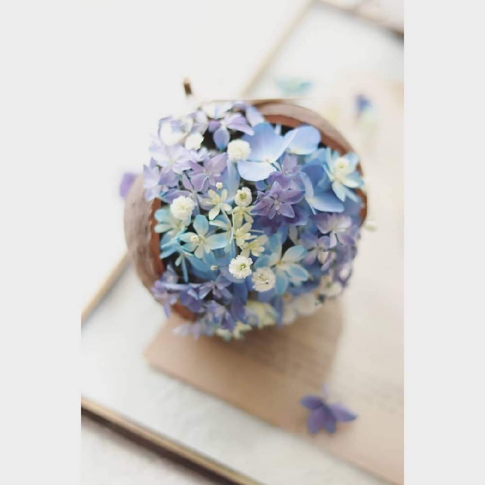 アジサイの投稿画像 By Hana Akariさん 万華鏡と紫陽花 エンドレスサマーとかすみそうとインテリアとドライフラワー作りと園芸とドライフラワー とお誘いとおうち園芸とおうちで飾る花とドライ好きとナチュラルスタイルとフラワーアレンジメントとガーデニングと花のある