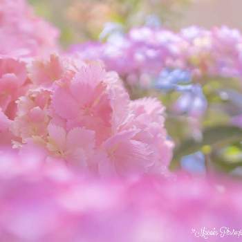 花のミュージアム フローリィの投稿画像一覧 Greensnap グリーンスナップ