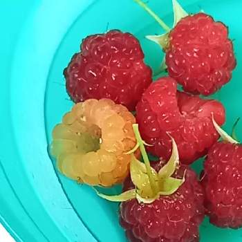 木苺の実の画像 by macaさん | 小さな庭と家庭菜園とラズベリーの実と木苺の実と収穫とガーデニング