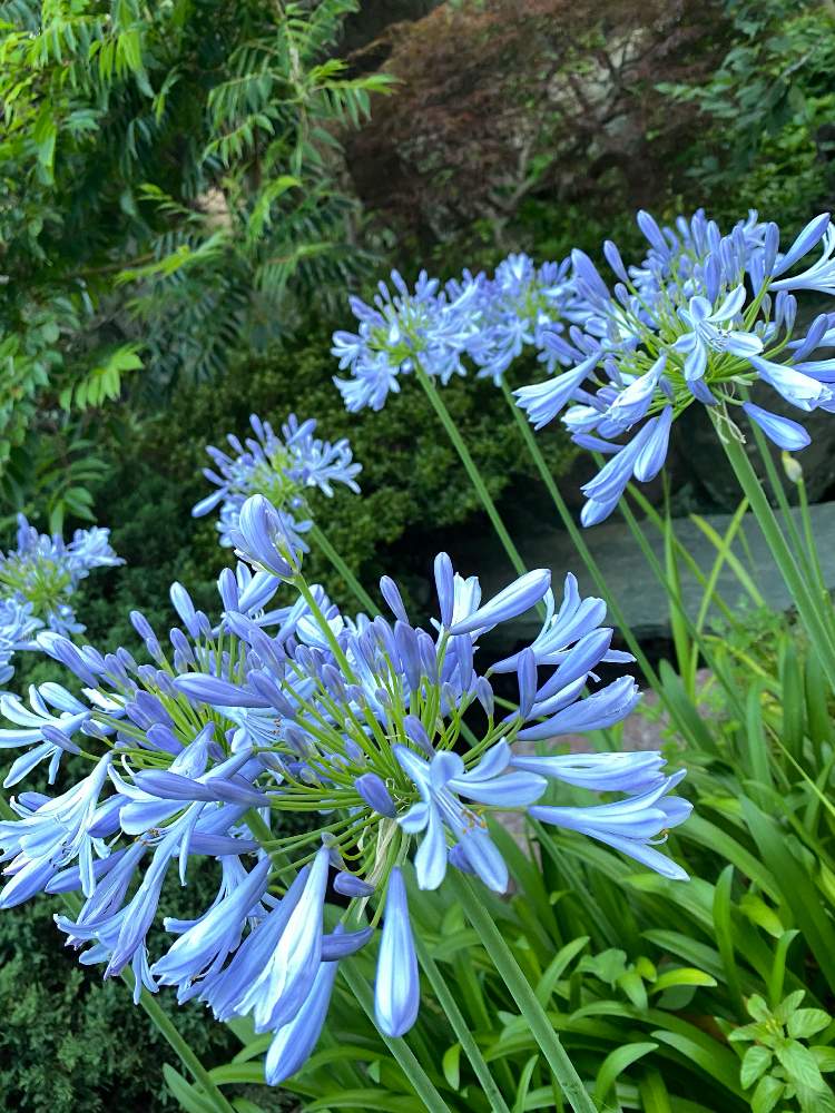 小さな庭の画像 by nanairoFさん | 小さな庭と爽やか〜と花のある暮らしとブルーの花とアガパンサス♪と青い花マニアとチーム・ブルーと花が好きと青い花で納涼祭2021とチーム・ブルーＮＯ.048