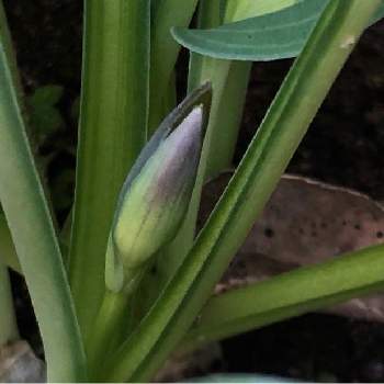 つぼみ の投稿画像一覧 Greensnap グリーンスナップ