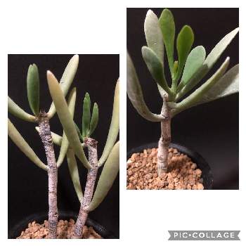 マダガスカル原産の投稿画像一覧 Greensnap グリーンスナップ