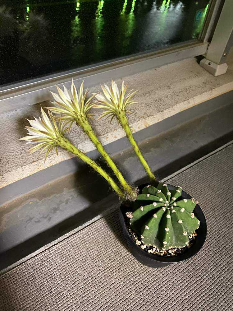 棘無短毛丸の花を咲かせたい❣️｜🍀GreenSnap（グリーンスナップ）