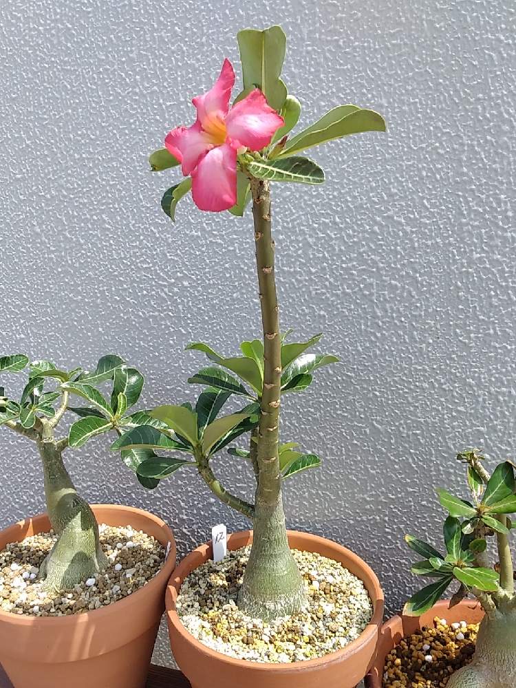 アデニウムの投稿画像 By やまさんさん ダイソー産 21月6月18日 Greensnap グリーンスナップ