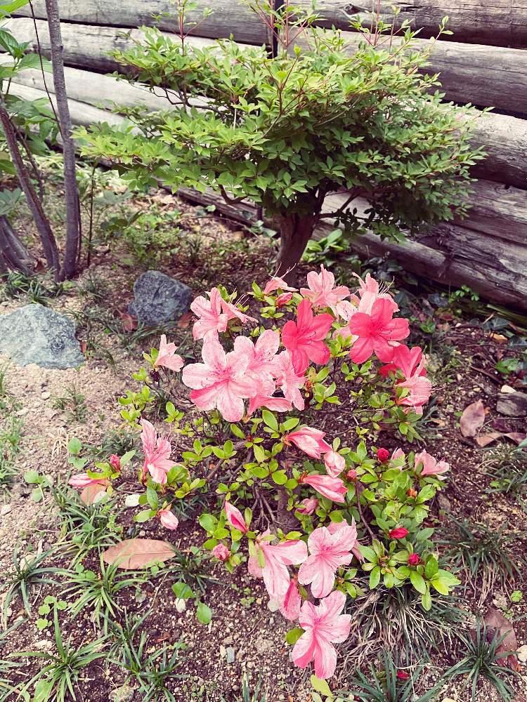 ツツジの投稿画像 By Miwa A La Modeさん 赤色の花と和風ティストとピンク ピンクとおうち園芸と花のある暮らしと ツツジとgreen Up とstay Home 21月6月18日 Greensnap グリーンスナップ
