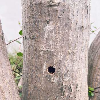 テッポウムシの投稿画像一覧 Greensnap グリーンスナップ