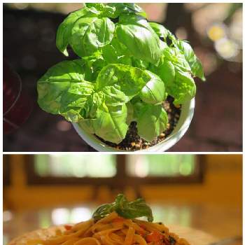パスタにバジルの投稿画像一覧 Greensnap グリーンスナップ パスタにバジルの投稿画像一覧 Greensnap グリーンスナップ