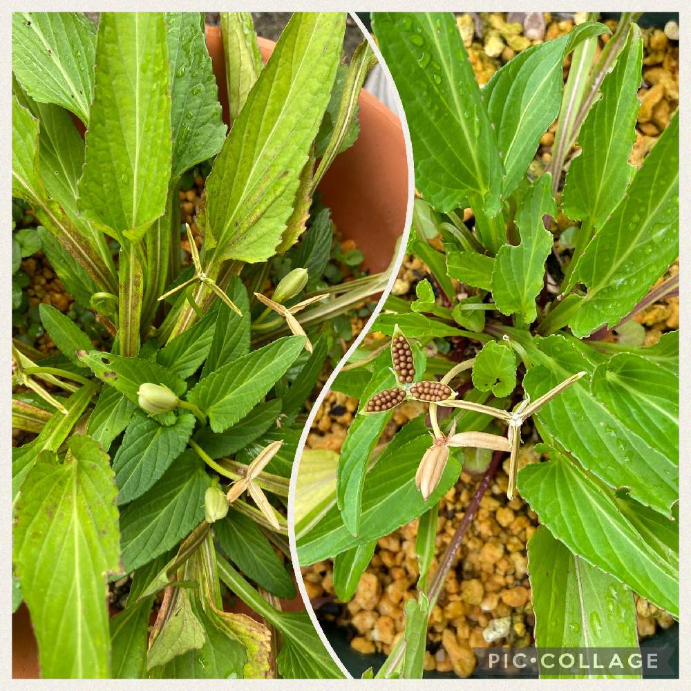 小さな庭の投稿画像 By う え ぽ ん さん スミレ属とスミレ閉鎖花とおうち園芸とスミレ属とスミレ閉鎖花とおうち園芸 21月6月18日 Greensnap グリーンスナップ Greensnap グリーンスナップ