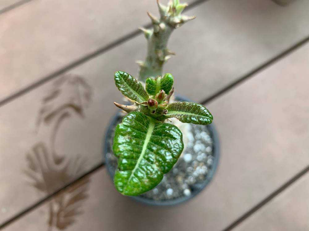 パキポディウム ・ウィンゾリー｜🍀GreenSnap（グリーンスナップ）