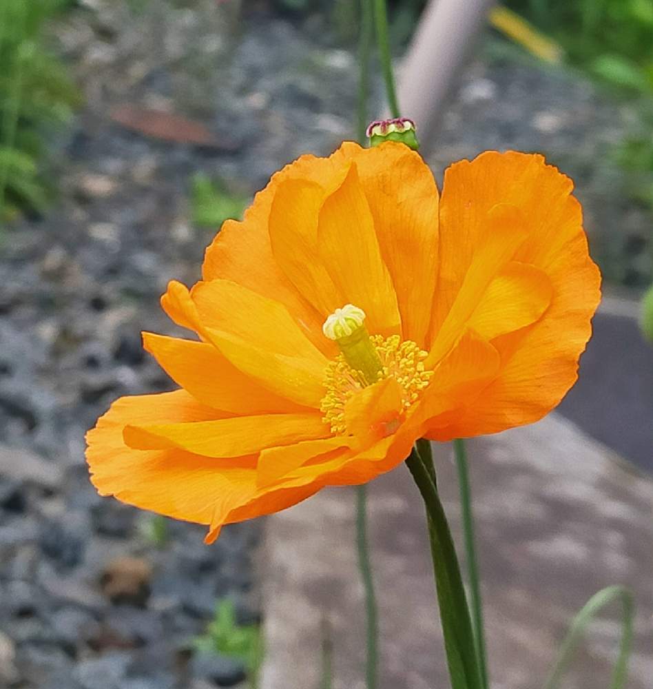 アトランティックポピーの投稿画像 By モコモコ さん スパニッシュポピーとオレンジ色の花とこぼれタネからとおうち園芸と植えっぱなしと花 のある暮らしとかわいい花 21月6月18日 Greensnap グリーンスナップ