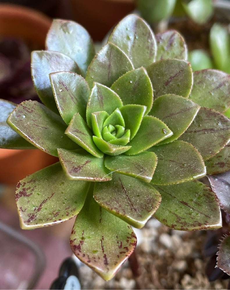 最低価格の 多肉植物よにろ18 Nesage