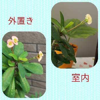 嬉しい発見の画像 by - yuki -さん | 玄関とハナキリンと嬉しい発見と開花と癒しと植中毒と緑のある暮らしと楽しみと花のある暮らしとgreenとかわいいと変身