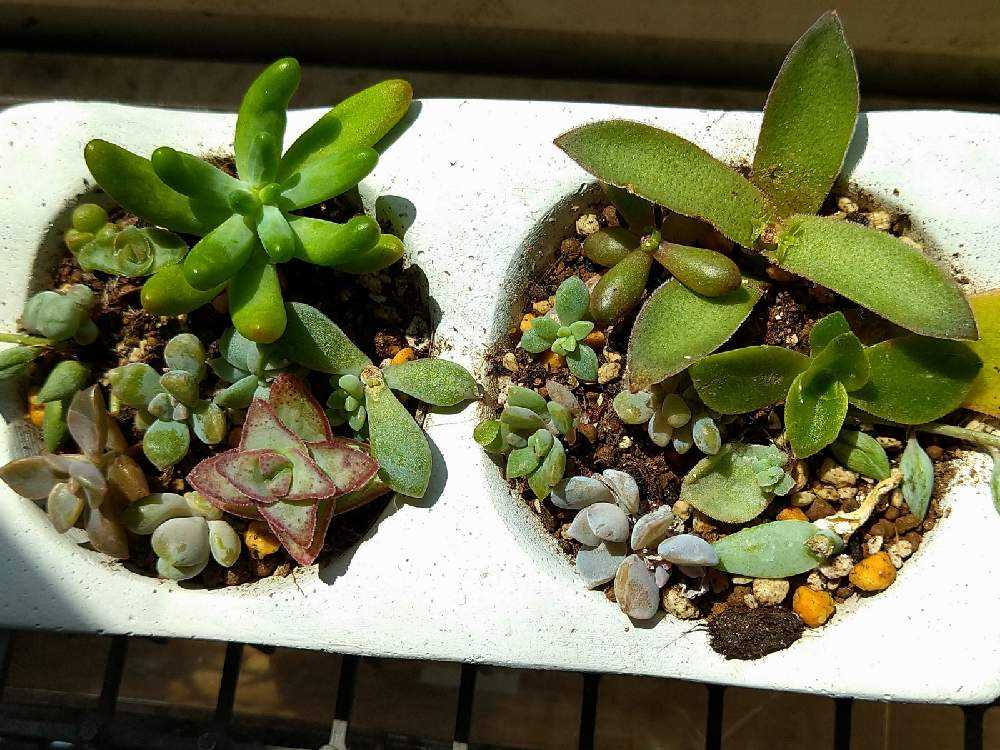 多肉植物❤️挿し芽🌱挿し木🌿葉挿し🍀寄植え｜🍀GreenSnap（グリーン