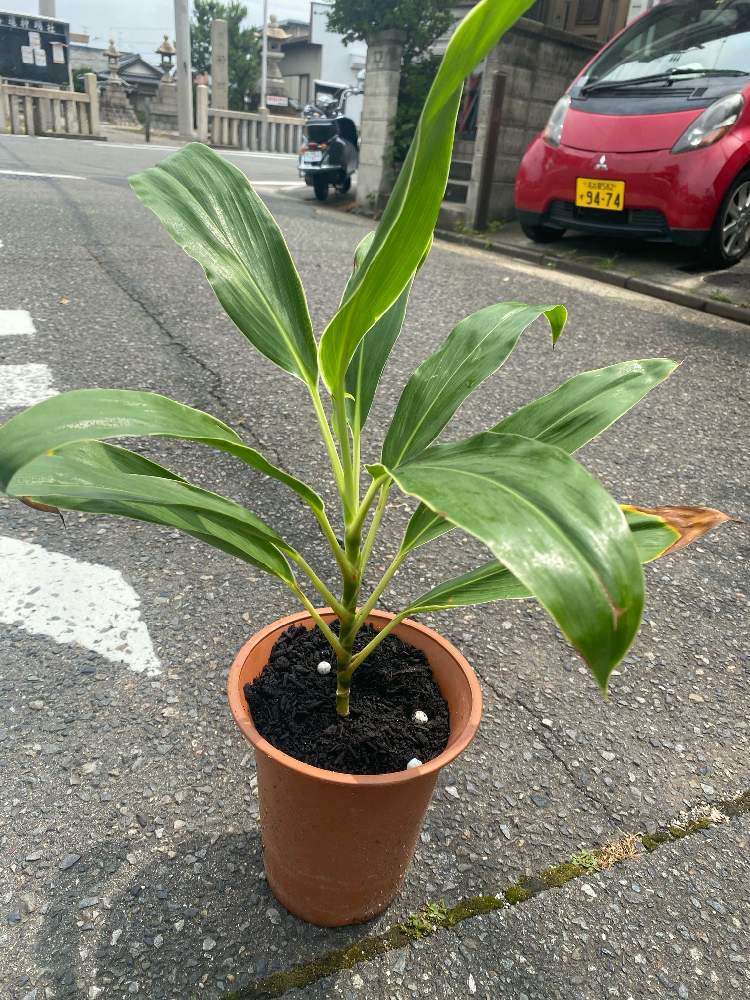 ドラセナの投稿画像 By そらみんさん インテリアと切り花と母の日と植木鉢と相談と切り花と母の日と植木鉢と相談 21月6月18日 Greensnap グリーンスナップ Greensnap グリーンスナップ
