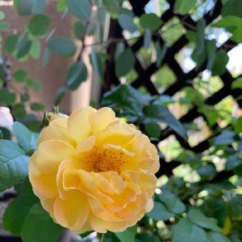 シャトードゥシュベルニーの画像 by Popiさん | バルコニー/ベランダとシャトードゥシュベルニーとバラ シャトードウシュベルニーとナチュラルな庭づくりとバラのある暮らしとバラが好きと花のある暮らしとマイ♡ガーデン
