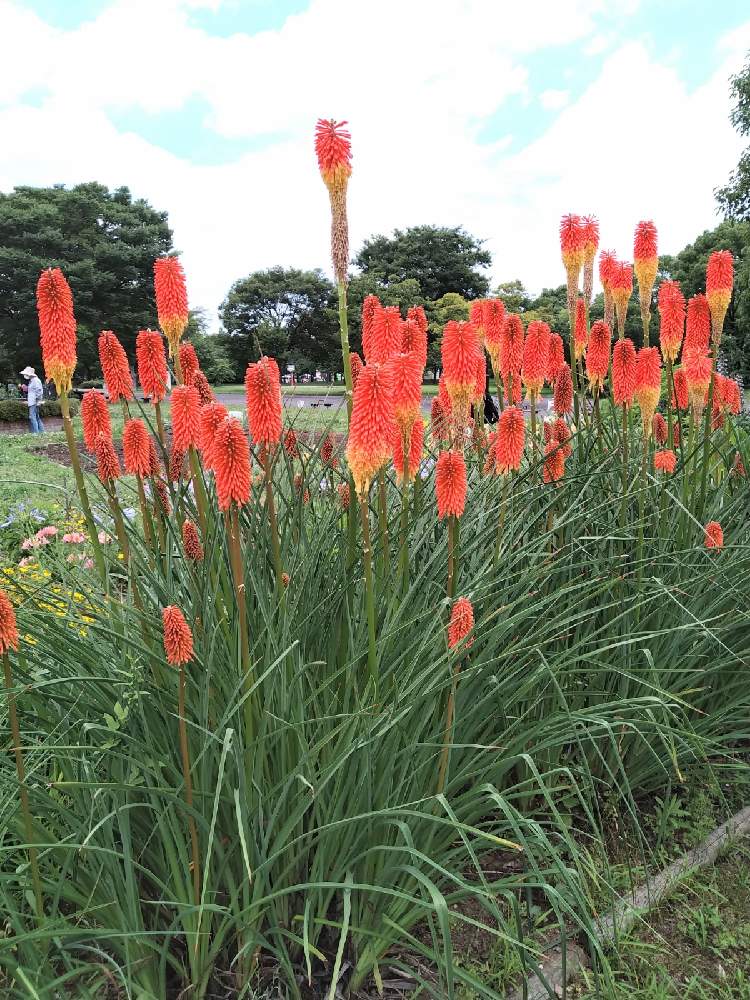 トリトマの投稿画像 By Shiba47さん 今朝の散歩と綺麗なお花と舎人公園と東京足立区 21月6月18日 Greensnap グリーンスナップ