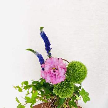 投げ入れの投稿画像一覧 Greensnap グリーンスナップ