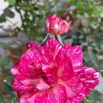 モダンタイムスの画像 by つくしちゃんさん | モダンタイムスと鉢植えとお花のある生活とお庭のお花と薔薇love