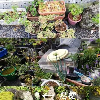 石付けの投稿画像一覧 Greensnap グリーンスナップ