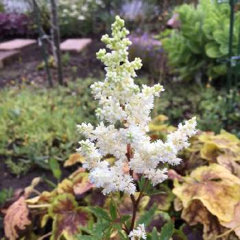 アスチルベ 白 の投稿画像一覧 Greensnap グリーンスナップ