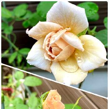 薔薇の蕾さんの画像 by pecoさん | エントランスとグレイパールと雨に輝くとばら バラ 薔薇とミニバラ鉢植えとグレイパール薔薇と開花！と薔薇の蕾さんと庭いじりとバラ 鉢植えと植中毒とガーデニングと花のある暮らしとバラ・ミニバラ