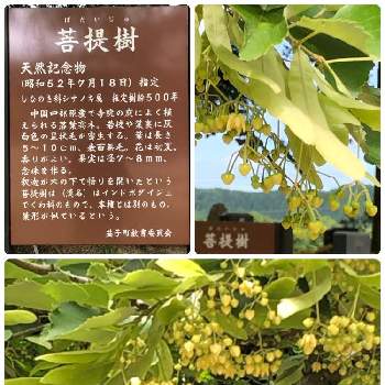 菩提樹の投稿画像一覧｜🍀GreenSnap（グリーンスナップ）