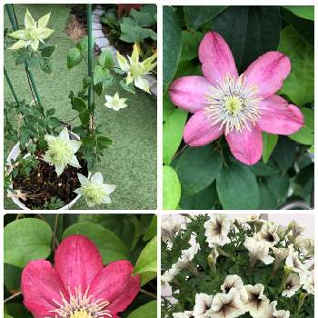 ペチュニア カプチーノの投稿画像一覧 Greensnap グリーンスナップ