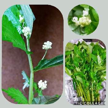 ウワバミソウの投稿画像一覧 Greensnap グリーンスナップ