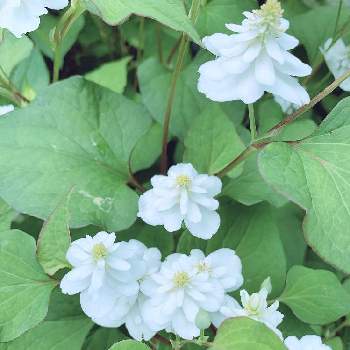 八重のドクダミの投稿画像一覧 Greensnap グリーンスナップ