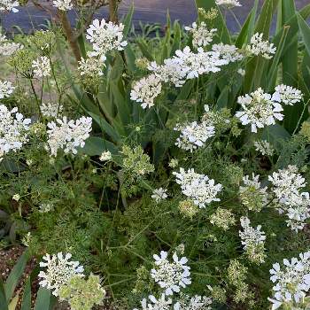 オルレラの投稿画像一覧 Greensnap グリーンスナップ