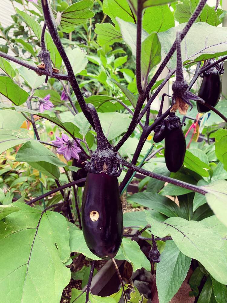 ナスの投稿画像 By あぁちゃんさん 夏野菜とおうちde菜園 21月6月18日 Greensnap グリーンスナップ