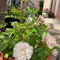 花のある暮らし,ミニバラ グリーンアイス,癒し…♡,可愛い色,ミニバラ❇︎グリーンアイスの画像