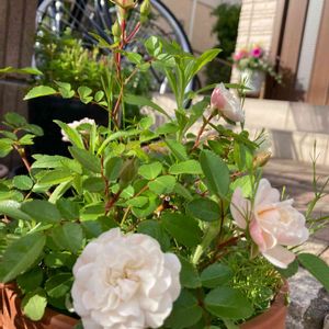 花のある暮らし,ミニバラ グリーンアイス,癒し…♡,可愛い色,ミニバラ❇︎グリーンアイスの画像