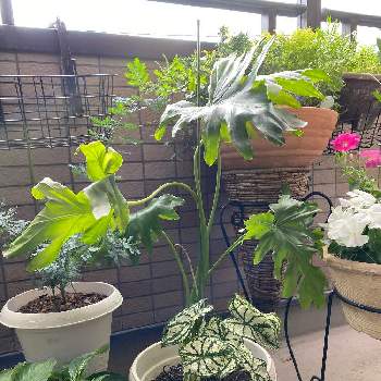 フィロデンドロンセロームの投稿画像一覧 Greensnap グリーンスナップ