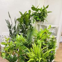 育てやすい大きい観葉植物 Greensnap グリーンスナップ