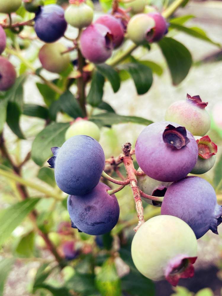 ブルーベリー ハイブッシュ系の投稿画像 By Chikaさん ブルーベリー オニール 21月6月18日 Greensnap グリーンスナップ