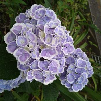紫陽花ブルーの画像 by Ringoさん | 小さな庭とモナリザと紫陽花  モナリザとブルーの花と紫陽花ブルーと紫陽花大好きと❤️可愛い