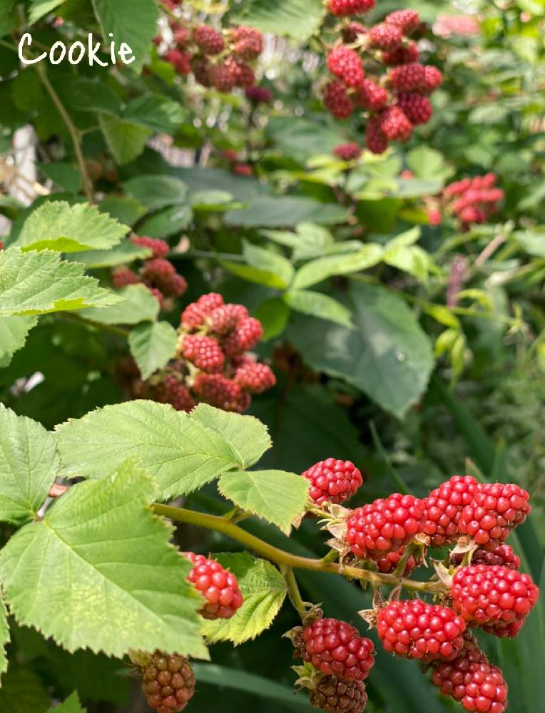 ブラックベリーの投稿画像 By Cookieさん ピンクの花とわれら17年組と夏に強い植物と実のなる植物と6月とブラックベリーの実とベリー系果樹21とふぞろいの果実たち 21月6月18日 Greensnap グリーンスナップ