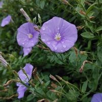 コンボルブルスの画像