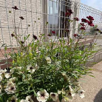 ペチュニア カプチーノの投稿画像一覧 Greensnap グリーンスナップ