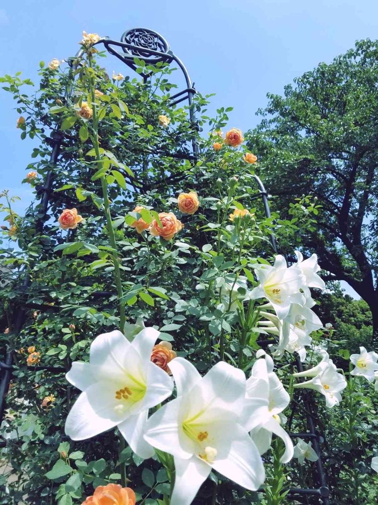 エリィさんの港の見える丘公園への投稿