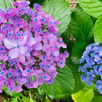 紫陽花 ポップコーンの画像 by MOKOさん | 紫陽花と真ん中ちょうちょのお花と紫陽花 ポップコーン