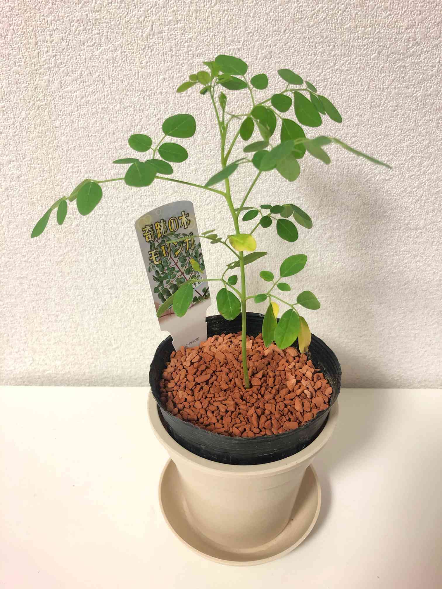 モリンガ　ドロウハルディ　モリンガ苗　スーパーフード　奇跡の樹　鉢植え モリンガ ドロウハルディ モリンガ苗 スーパーフード 奇跡の樹