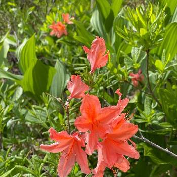 レンゲツツジの投稿画像一覧 Greensnap グリーンスナップ