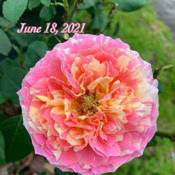 バラ クロードモネの投稿画像一覧 Greensnap グリーンスナップ